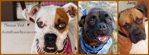 team Austin_boxer_rescue