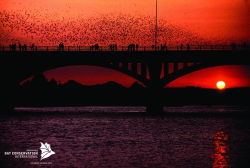 Bats_on_ congress_bridge_austin_texas Bats_on_ congress_bridge_austin_texas