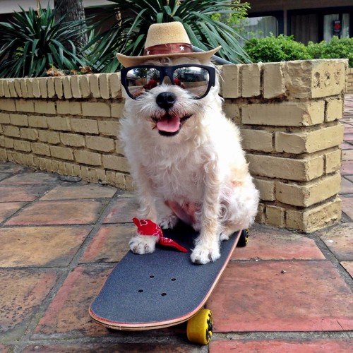 Divine_canines_dog Divine_canines_dog