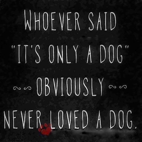 Greyhound_pets_of_america_central_texas Greyhound_pets_of_america_central_texas