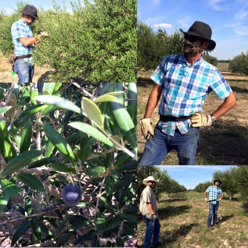 Texas_hill_country_olive Team_olive